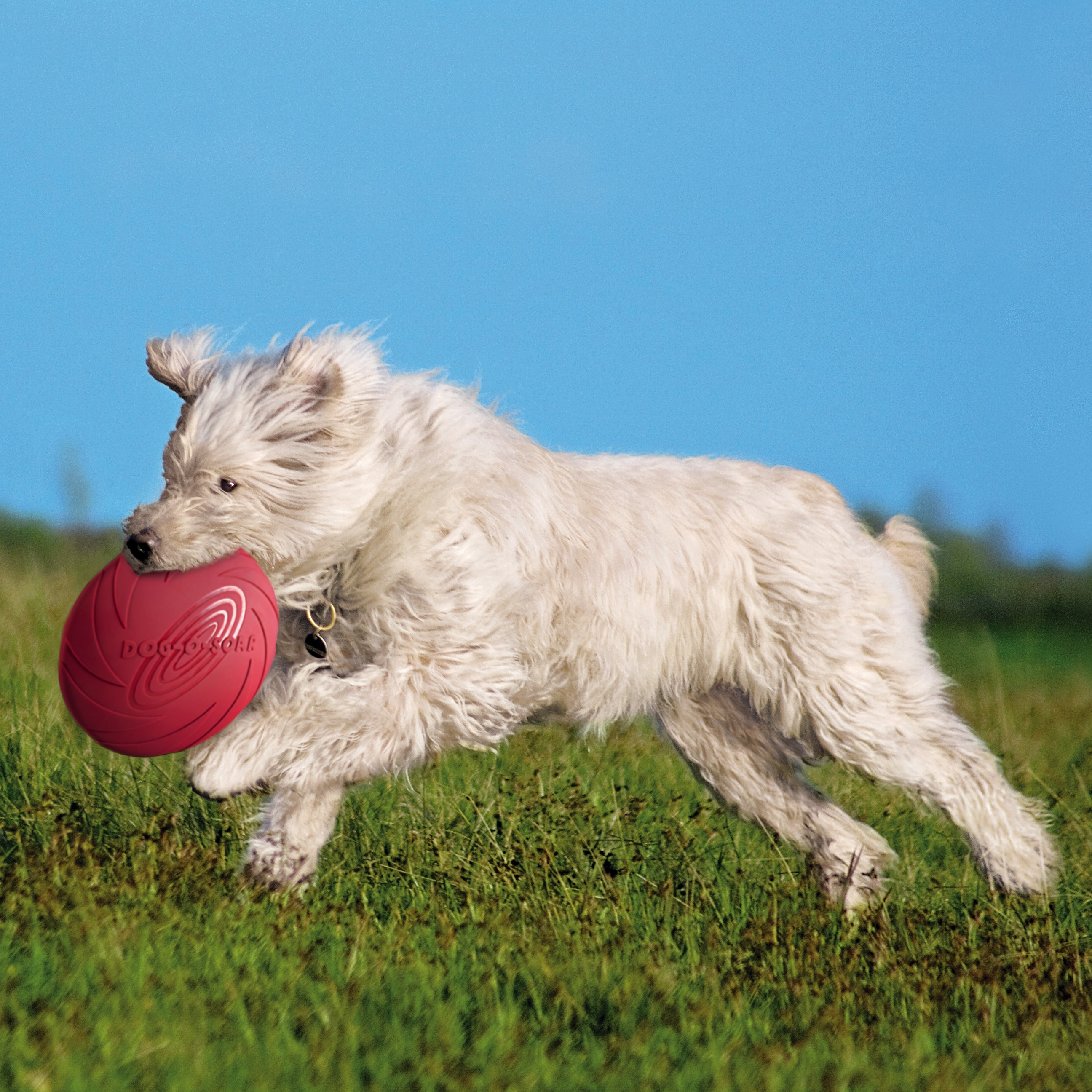 Hundespielzeug Dog Disc